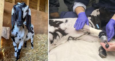 Vets help goat walk with 3D printed foot